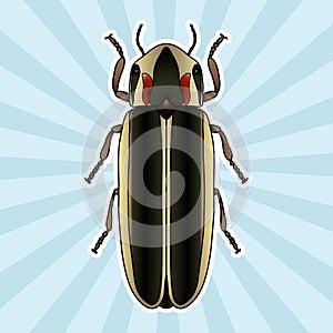 Insect anatomy. Sticker Firefly beetle Lampyridae. photinus pyralis. Sketch of Firefly beetle. Firefly beetle Design photo