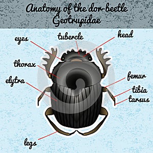 Insect anatomy. Sticker Geotrupidae dor-beetle . Sketch of dor-beetle. dor-beetle. dor-beetle scarab Design for coloring book.