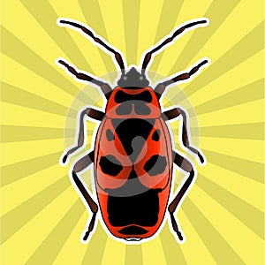 Insect anatomy. Sticker Pyrrhocoris apterus. beetle. Bug-soldier. Firebug. Sketch of beetle. beetle Design for coloring