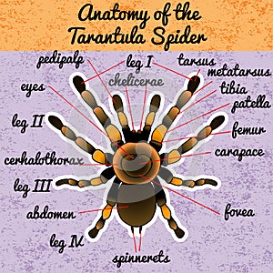 Insect anatomy. Tarantula spider. Brachypelma