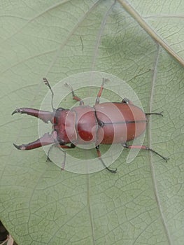 Insect animal bigbug redbug thornbug photo