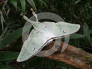 Unprecedented products of biodiversity The mighty in Srilanka photo