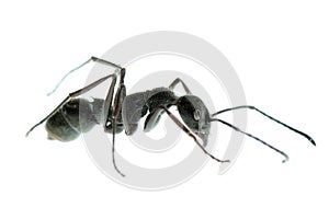 Insect ant macro isolated