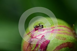 Insect ant sits on a peony flower bud