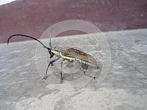 Insect with antena