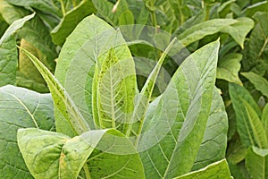 Insect aphid attacks tobacco leaves