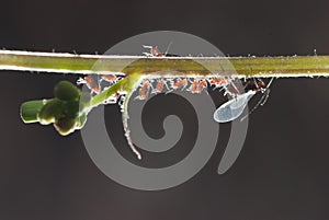 Insect aphid family