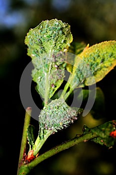 Insect aphid pest on a tree. Leaf aphids.