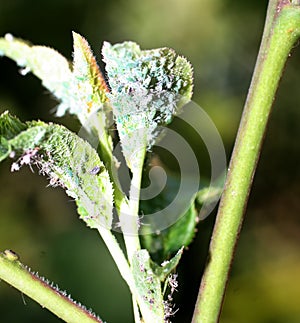 Insect aphid pest on a tree. Leaf aphids.