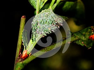 Insect aphid pest on a tree. Leaf aphids.