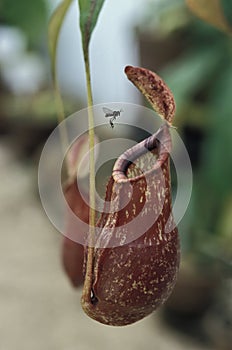 Insect approaching a carnivorous plant. photo