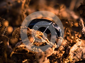 Insect beatle on the ground photo