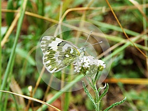insect beautiful butterfly with folded wings sitting on white flower