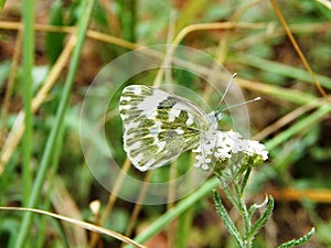Insect beautiful butterfly with folded wings sitting on white flower