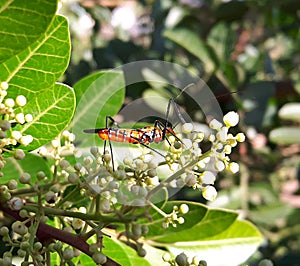 Insect Beautiful in orange, Black and White colors photo