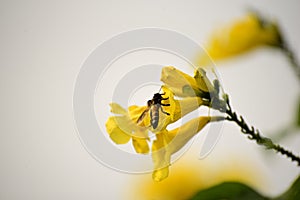 Insect bee is flying to sucking honey