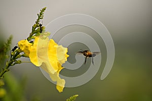Insect bee is flying to sucking honey