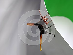 insect bee invertebrata wings petal paper white green