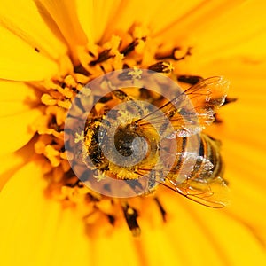 Insect bee pollinating flower