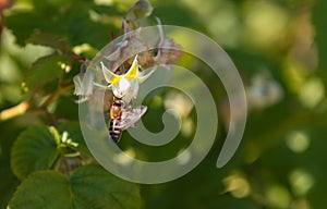 Insect bee sits on a flower