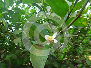 Insect bee on white flower of lemon plant