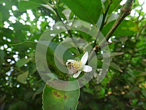 Insect bee on white flower of lemon plant