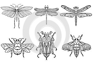 Insect bees, dragonflies, beetles, moths. Set. Vintage hand drawn engraving vector collection