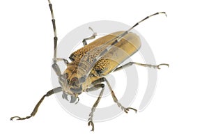 Insect beetle