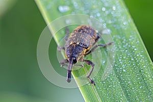 Insect beetle Black Vine Weevil - Otiorhynchus sulcatus, Czech Wildlife