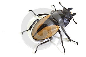 Insect, beetle, bug, in genus Odontolabis