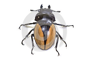 Insect, beetle, bug, in genus Odontolabis photo