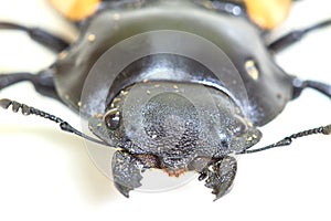 Insect, beetle, bug, in genus Odontolabis