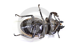 Insect, beetle, bug, in genus Odontolabis