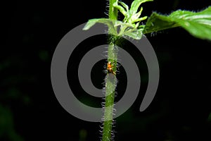 Insect beetle Cantharidae on plant stem