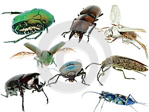 Insect beetle collection set