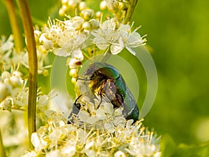 Insect beetle on a flower of a white field plant