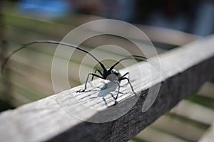 Insect beetle with long whiskers black pest crawling