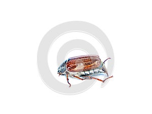 Insect beetle Melolontha on a white background