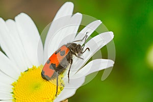 Insect beetle Nicrophorus photo