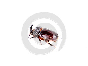 Insect beetle Oryctes nasicornis on a white background.