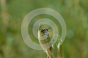 Insect beetle on panicle