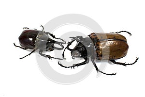 Insect, beetle, rhino beetle bug