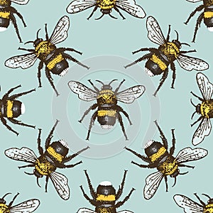 Insect beetle seamless pattern, background with engraved animal hand drawn style