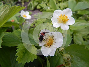 An insect beetle sits on a beautiful white flower