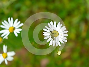 An insect beetle sits on a chamomile flower. Chamomile meadow flower