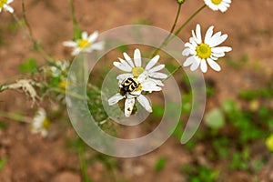 An insect beetle sits on a chamomile flower. Chamomile meadow flower