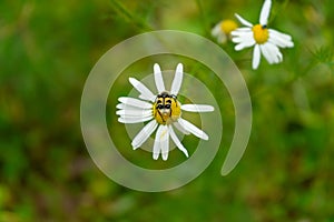 An insect beetle sits on a chamomile flower. Chamomile meadow flower