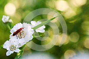 An insect beetle sits on a white flower against a blurry background and bokeh