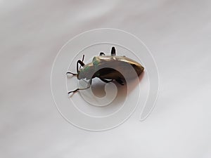 An insect beetle on white background