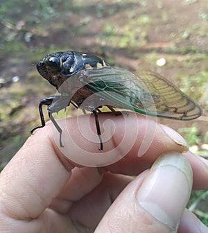 insect belonging to the Cicadomorpha suborder, the order Homoptera. photo